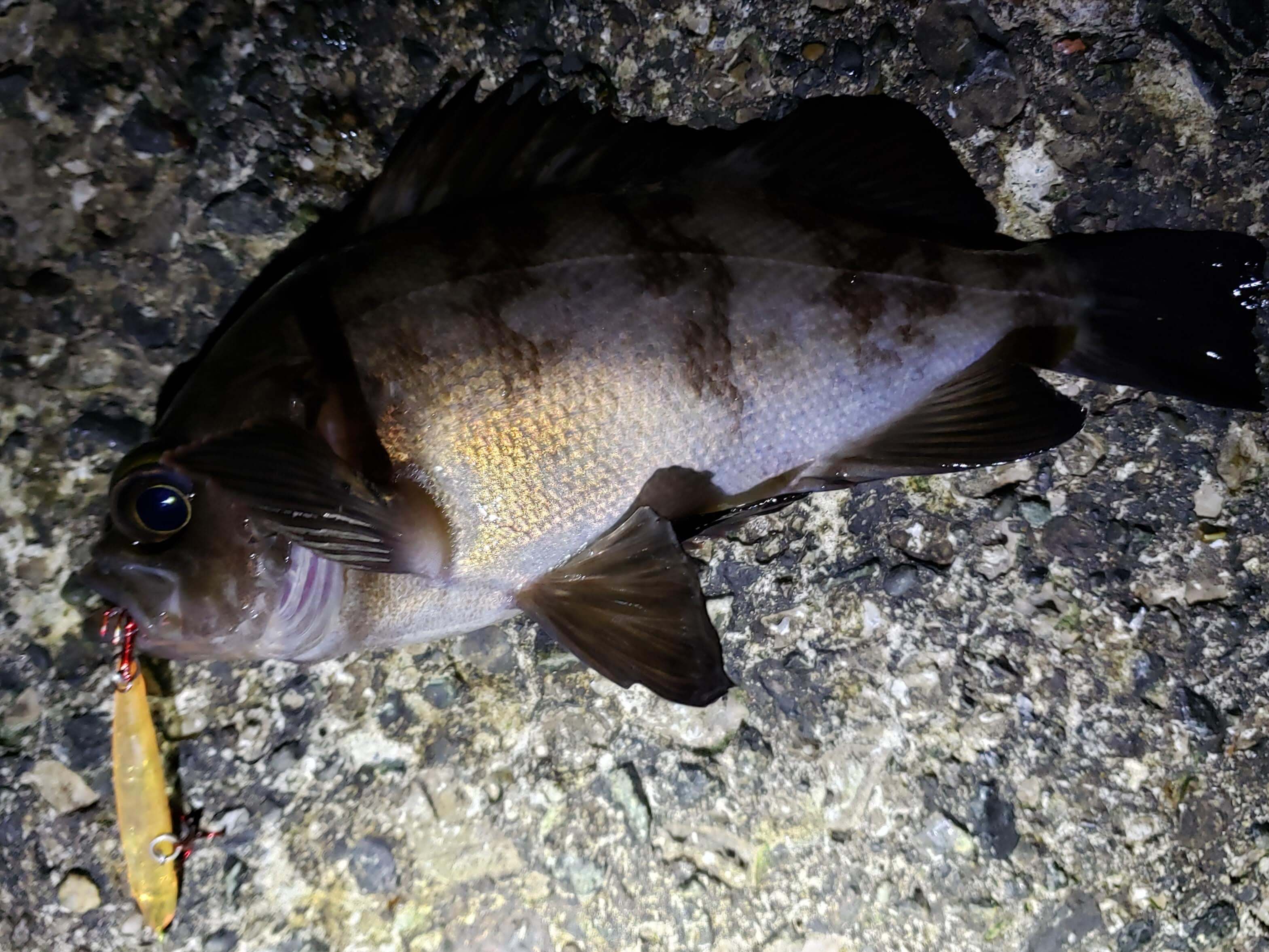 横浜 メバリングにて手元にビリビリと 雷 Light Game Log 横浜に住む海釣り初心者釣行日記