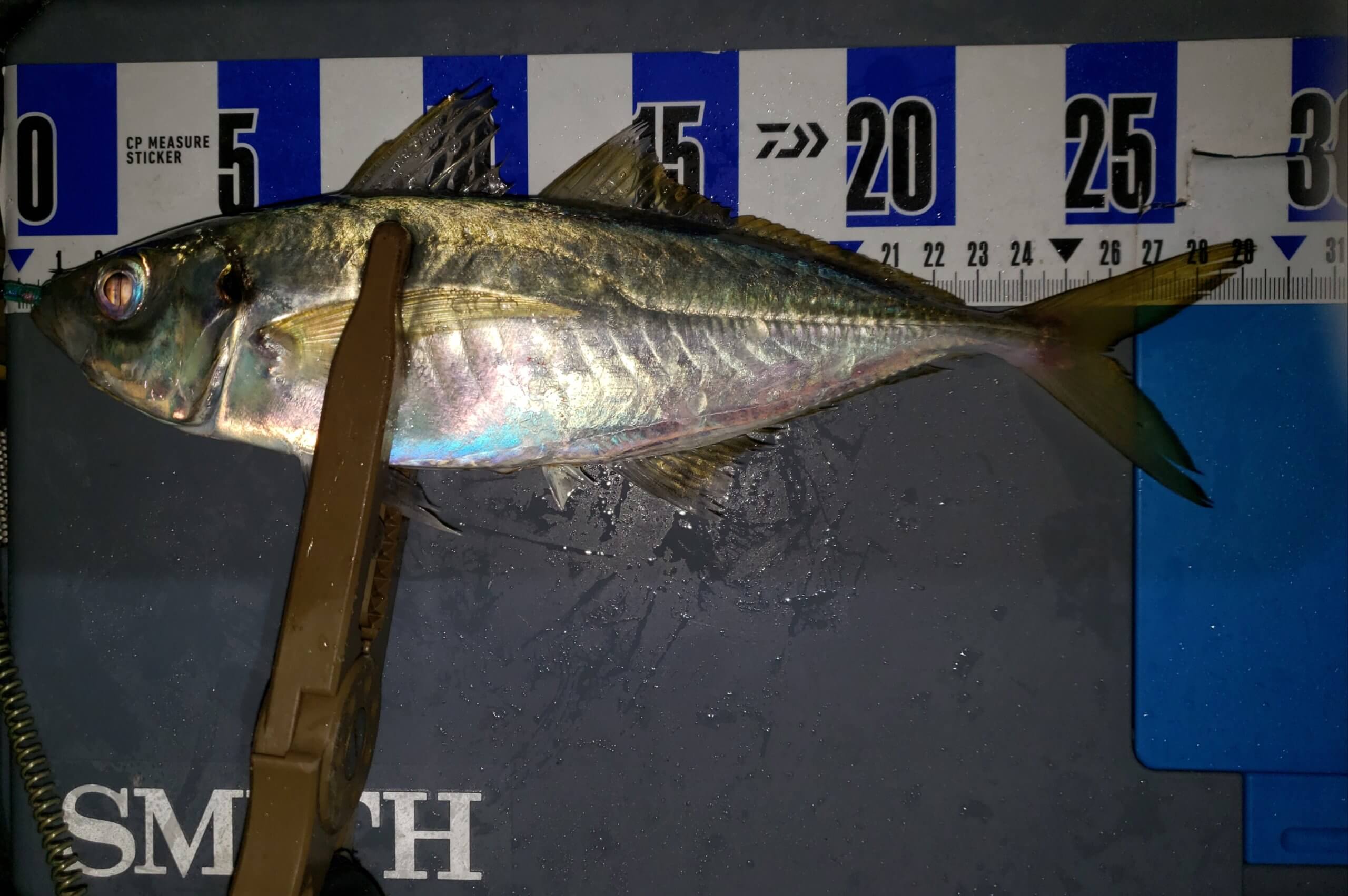 横須賀 サーフアジングにてアジの捕食対象を確認 Light Game Log 横浜に住む海釣り初心者釣行日記