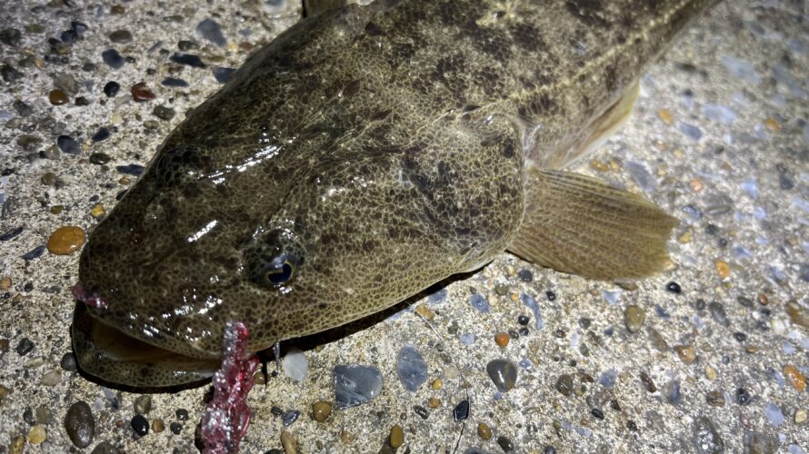 横浜、リハビリ釣行で太刀魚とマゴチのリレー